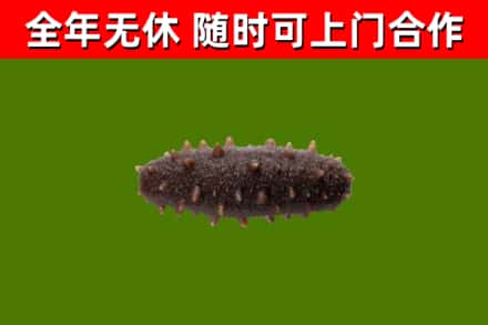 辽源烟酒回收干海参.jpg